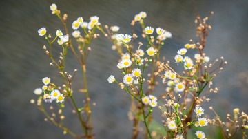 梦幻小菊花