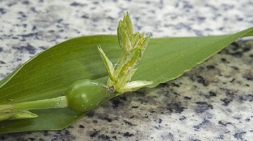 石头上的砂仁叶片和绿色花果