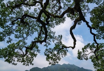 虬枝
