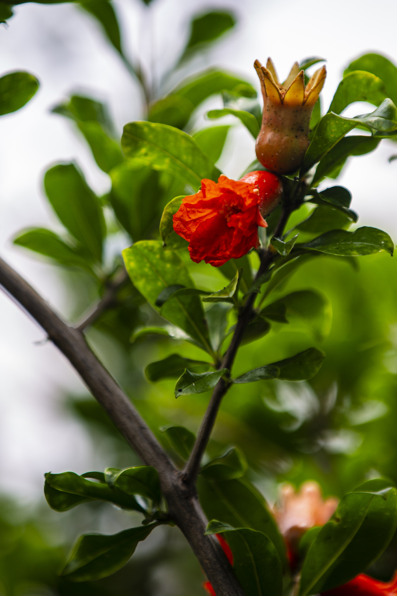 老门东的石榴花 - 焦点f64 - 图虫