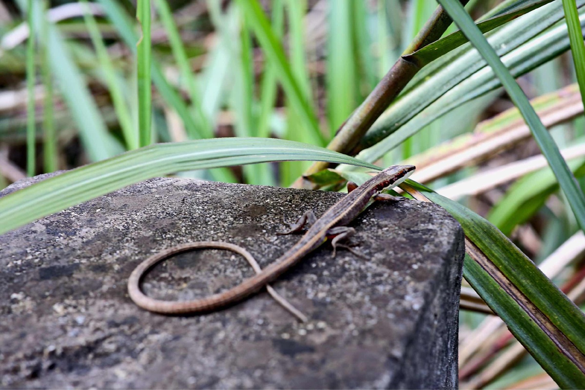 昨天又遇小草蜥