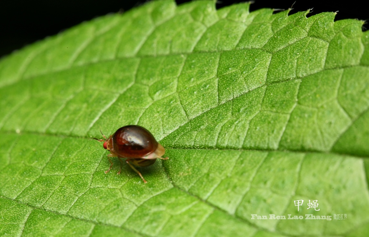 再遇甲蝇 - 凡人老张 - 图虫