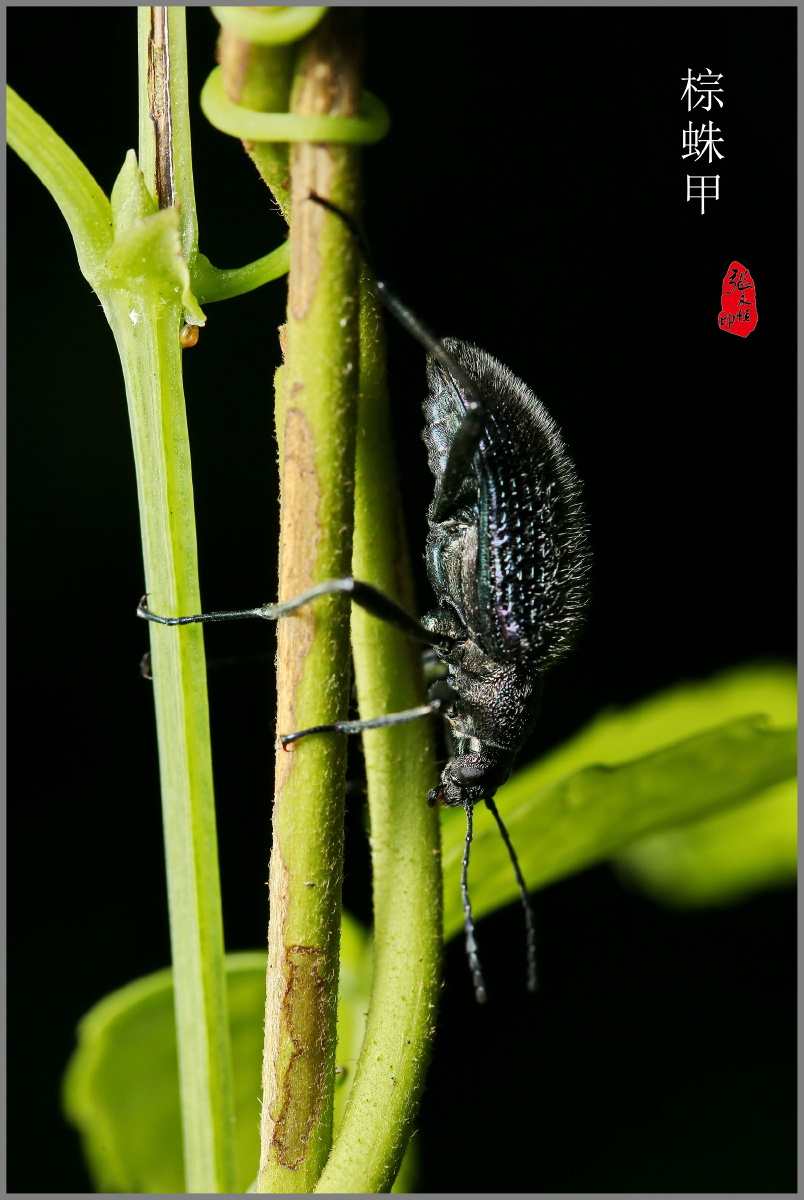 这只甲虫非常活跃,拍摄追了好久才对上焦,当时是横幅虫在下