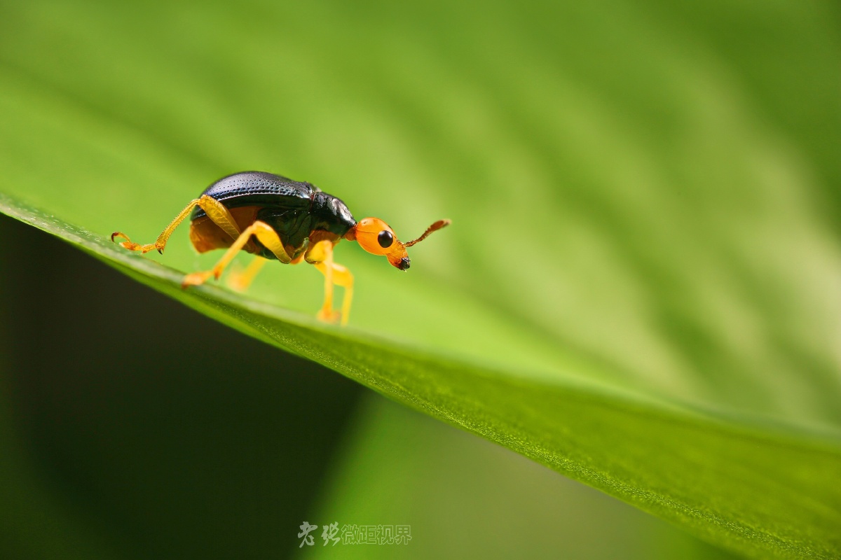 瘤卷象甲的故事