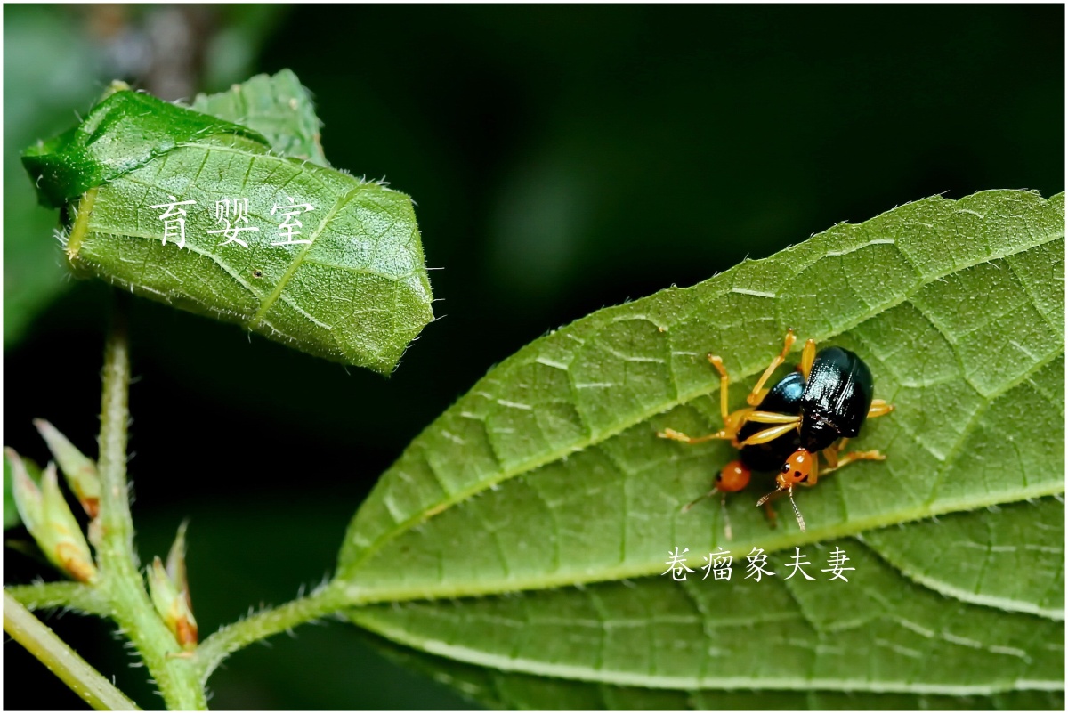 瘤卷象甲的故事