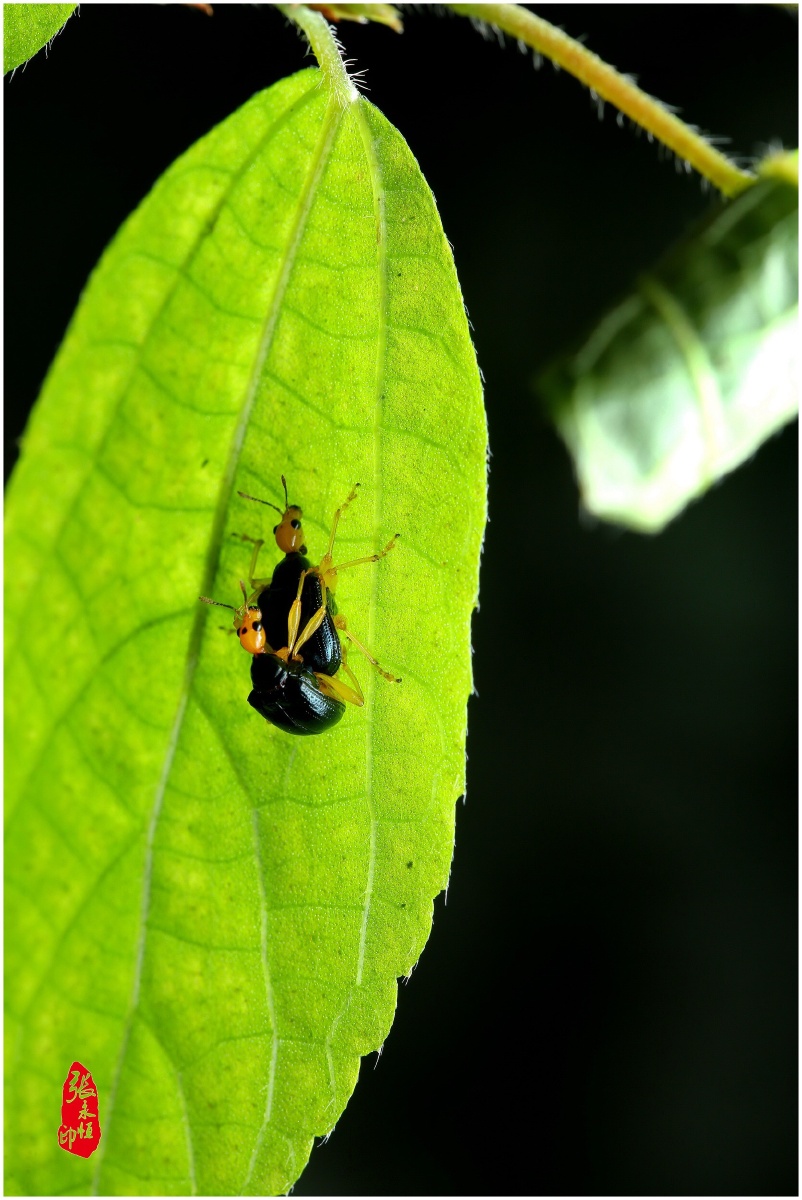 瘤卷象甲的故事