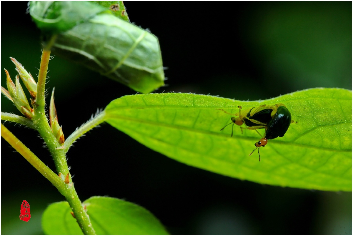 瘤卷象甲的故事