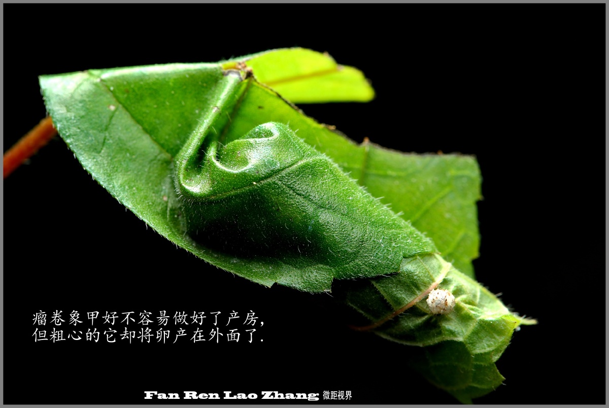 瘤卷象甲的故事