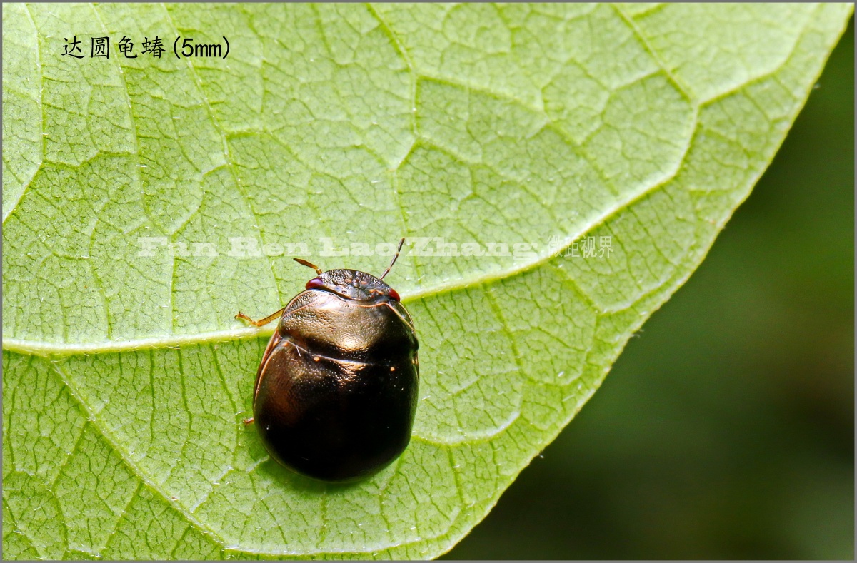 小不点儿 - 凡人老张 - 图虫