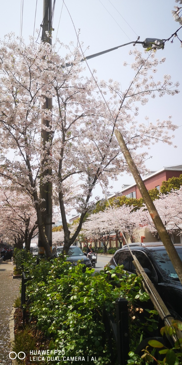 上海宝山网红樱花路永乐路上樱花浪漫如一首情诗