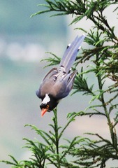IMG_9950_