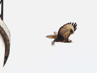 CK8O0394__1