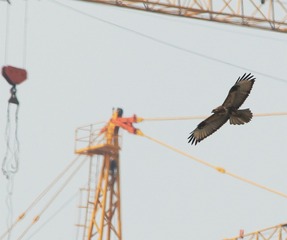 CK8O0406__1