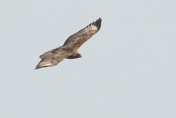 CK8O0396__1