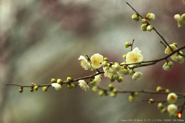 CK8O4447_
