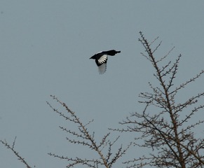 CK8O3247_
