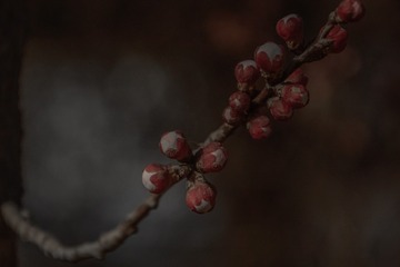 1627632