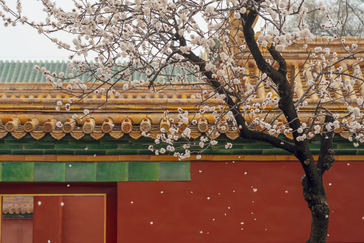 故宫红杏沾衣欲湿杏花雨吹面不寒杨柳风