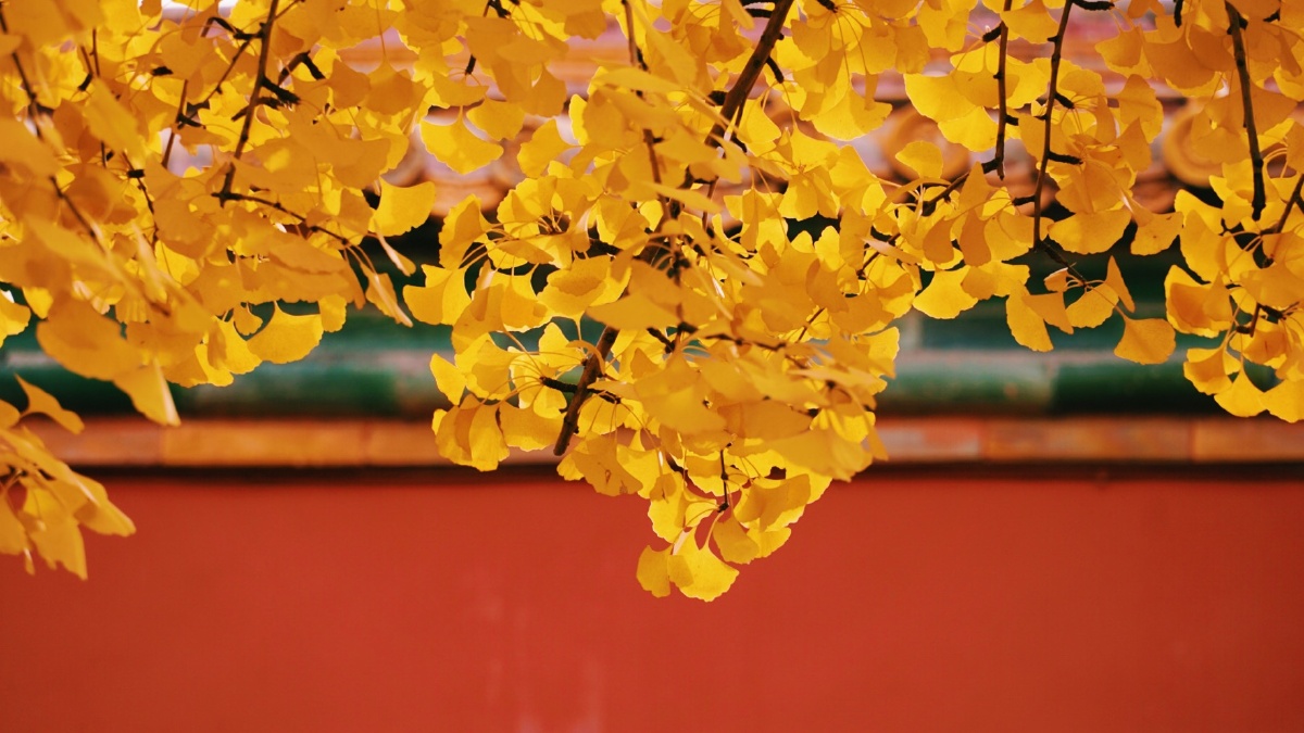 故宫红银杏黄北平之秋便是天堂
