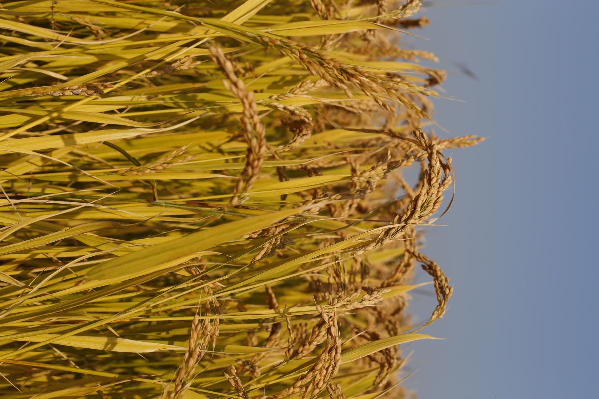 金色麦穗今年村里的水稻因为台风多雨天气反而获得丰收