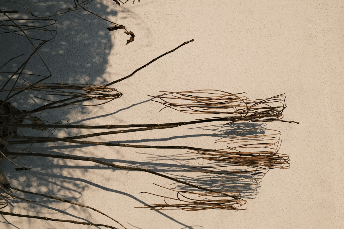 墙边的枯枝败叶