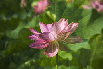 盛开
