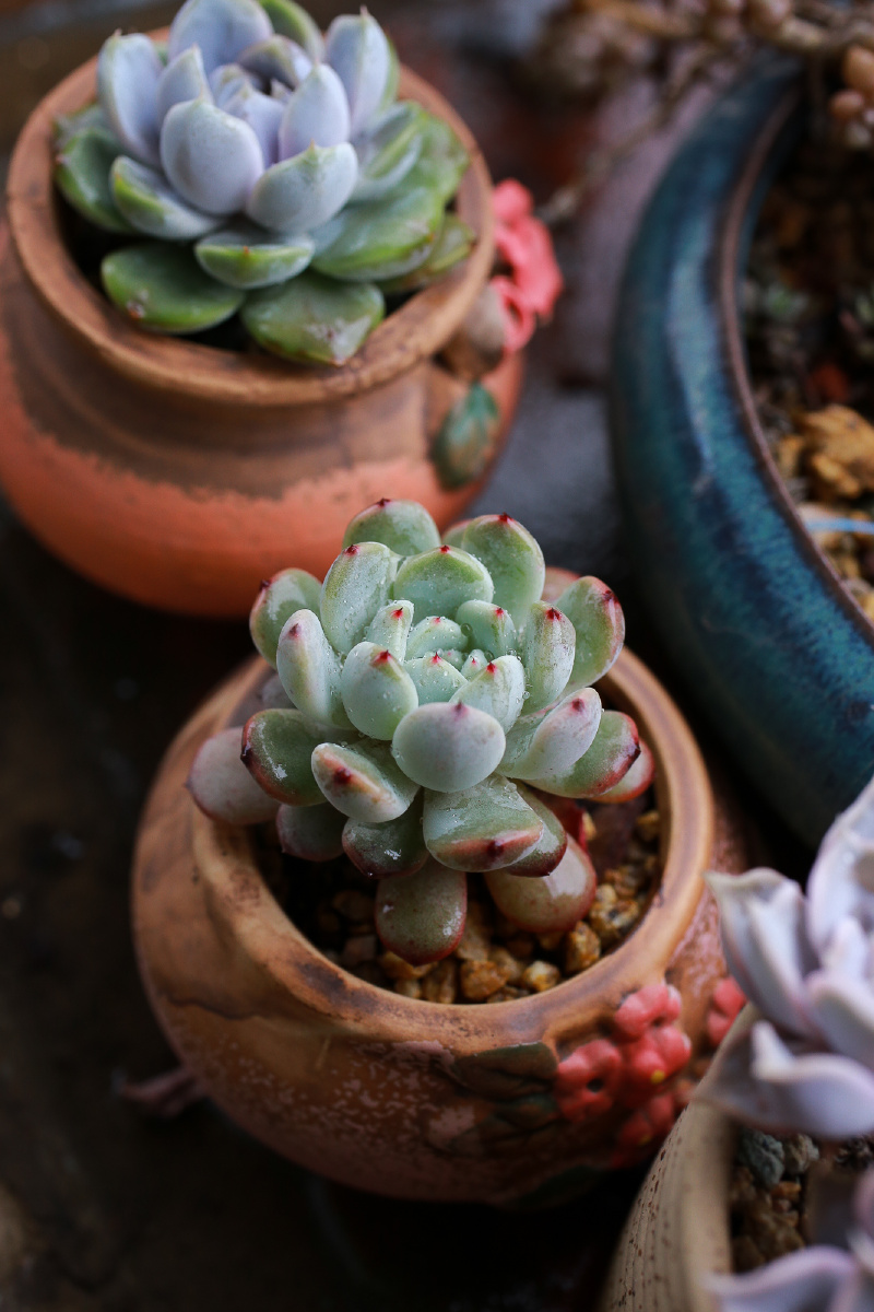 粉豆雪兔黑爪红稚莲芙蓉雪莲莎莎女王多肉与春天的第一阵雨水.