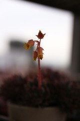 IMG_4471