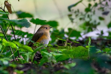 DSC_0476-1