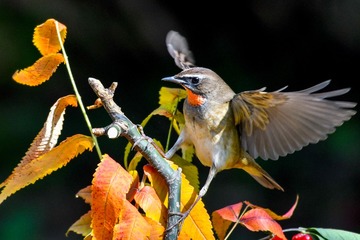 DSC_1682-1