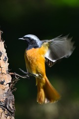 DSC_3235-1