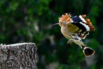 DSC_5359-1