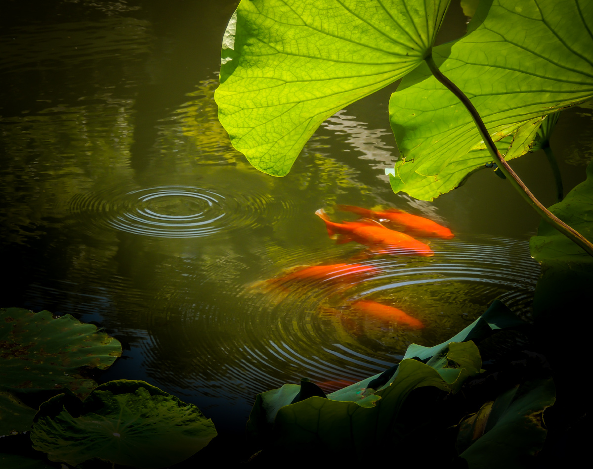 锦鲤荷叶