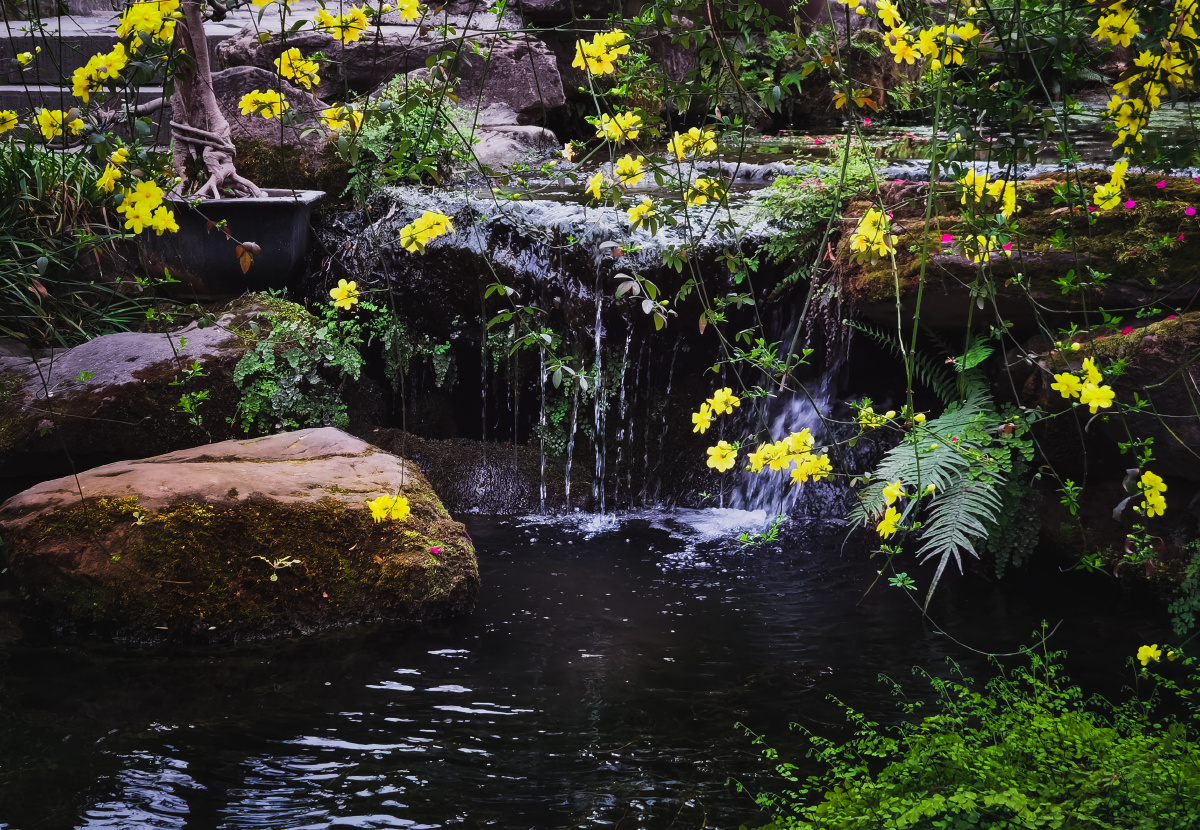 迎春花与小溪