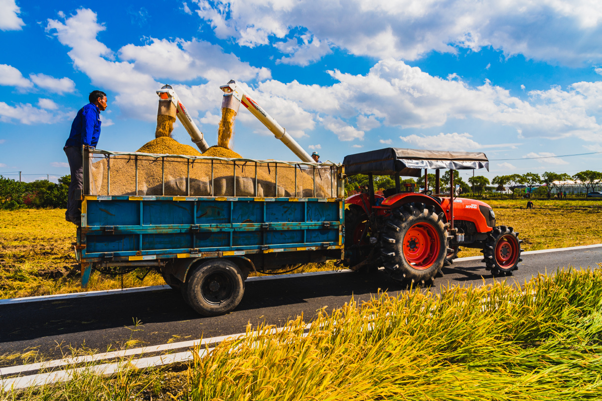 上海农村的丰收景象
