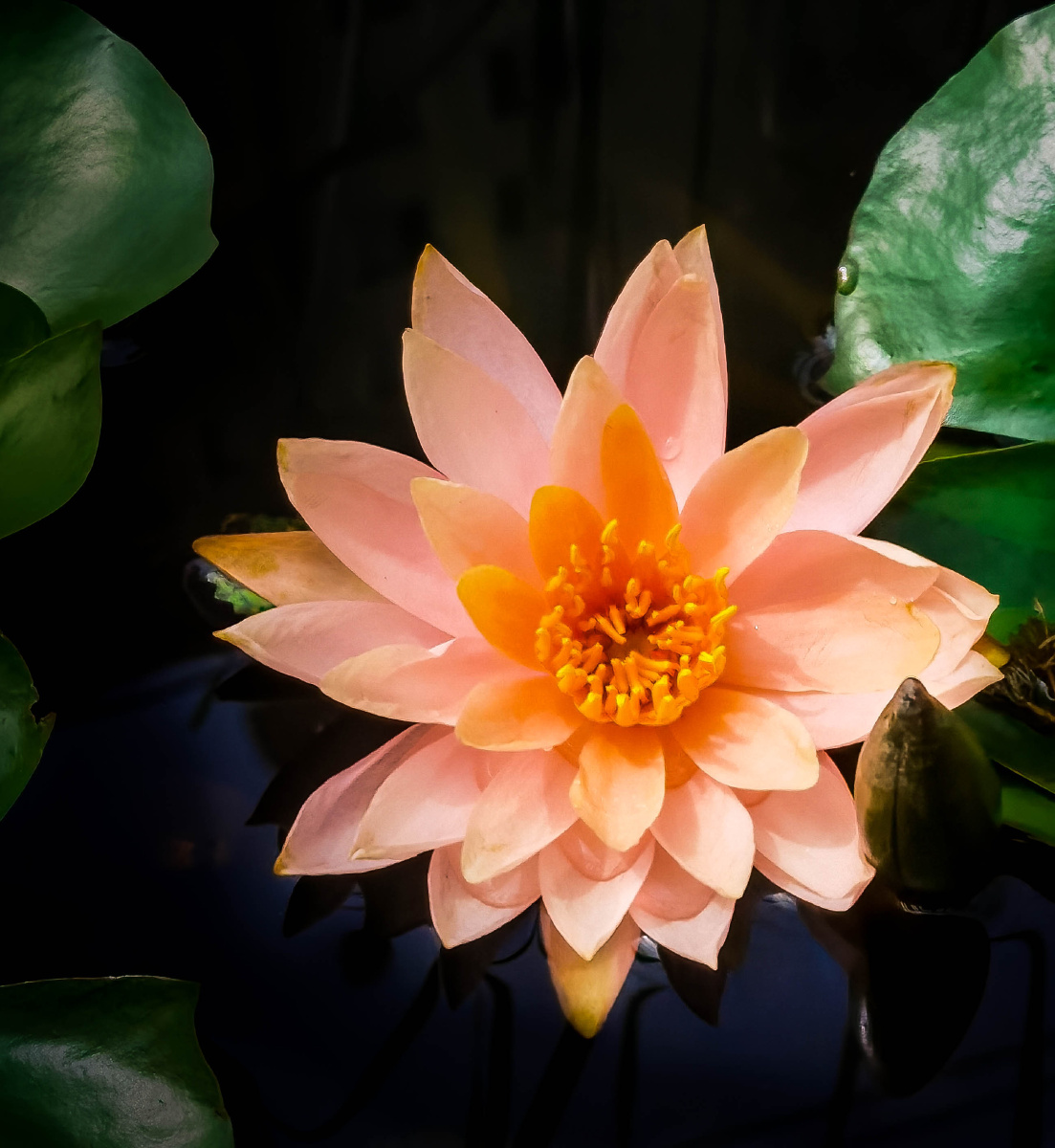 粉红色睡莲手机拍照