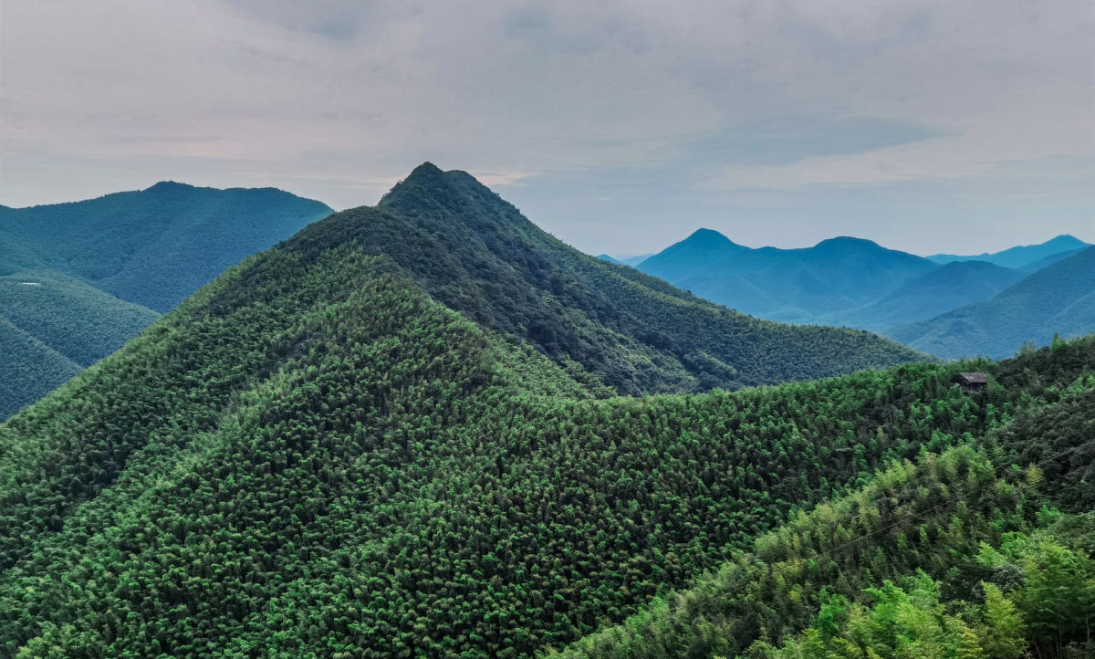 竹山竹海南山竹海