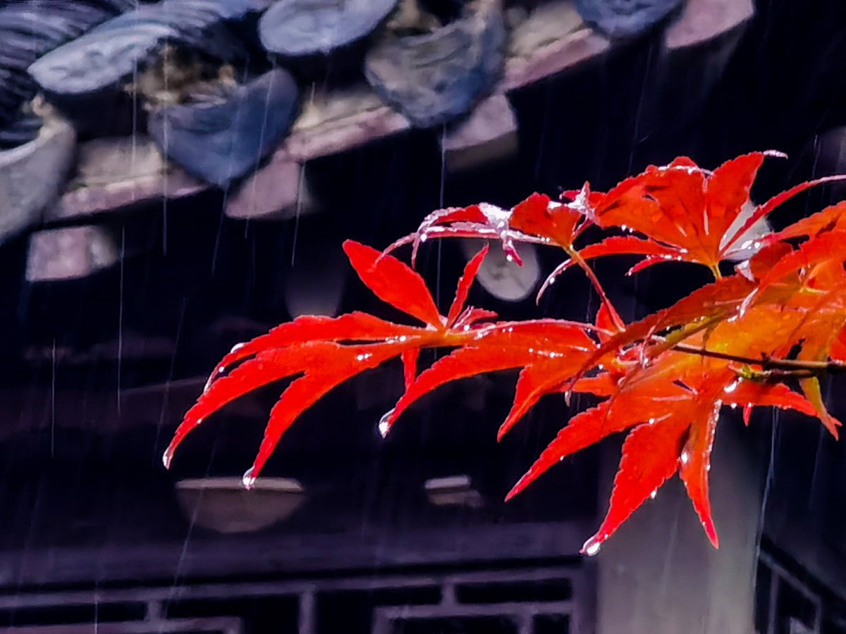 雨中红叶(红叶与古建筑装饰)