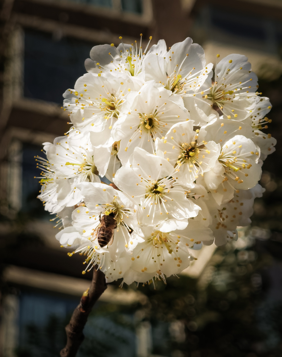小区里的白樱花