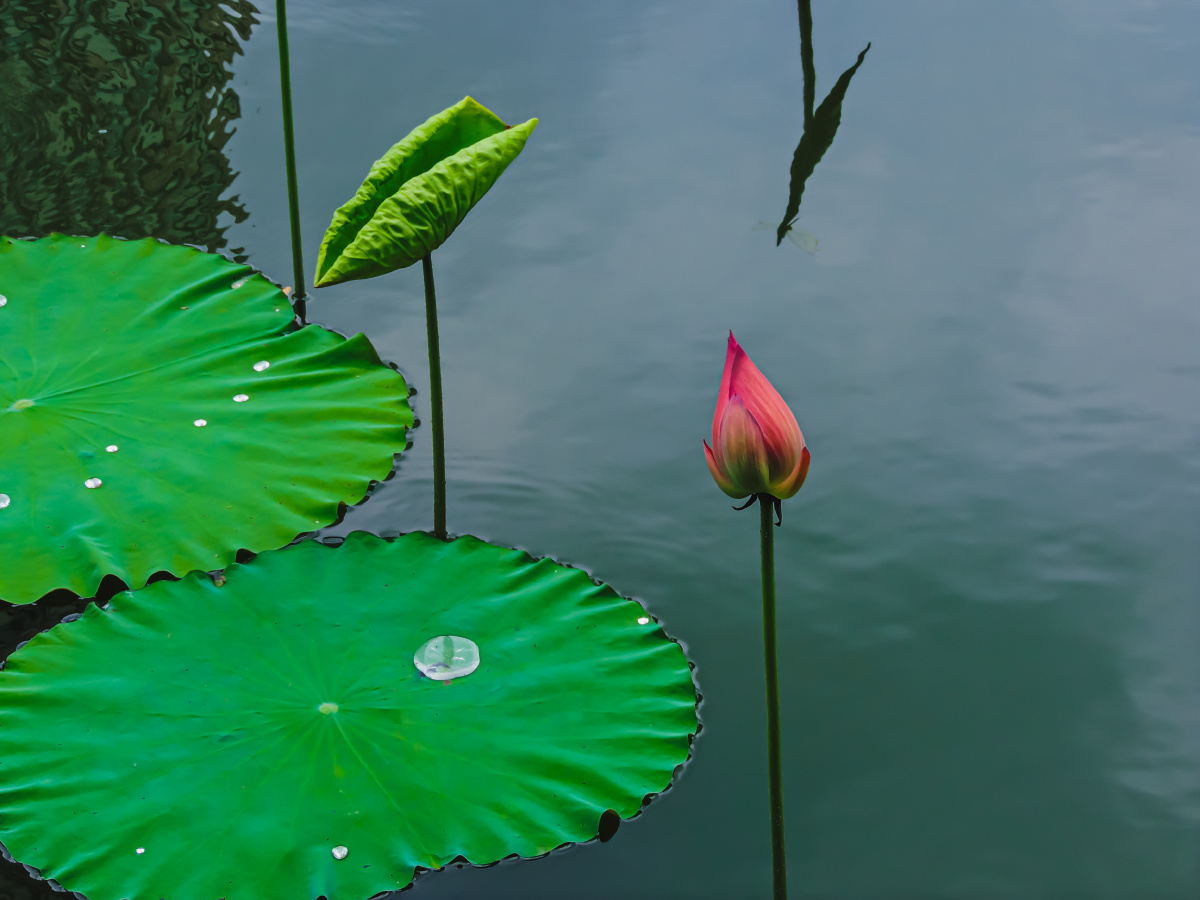 初露在湖面上的初秋荷花
