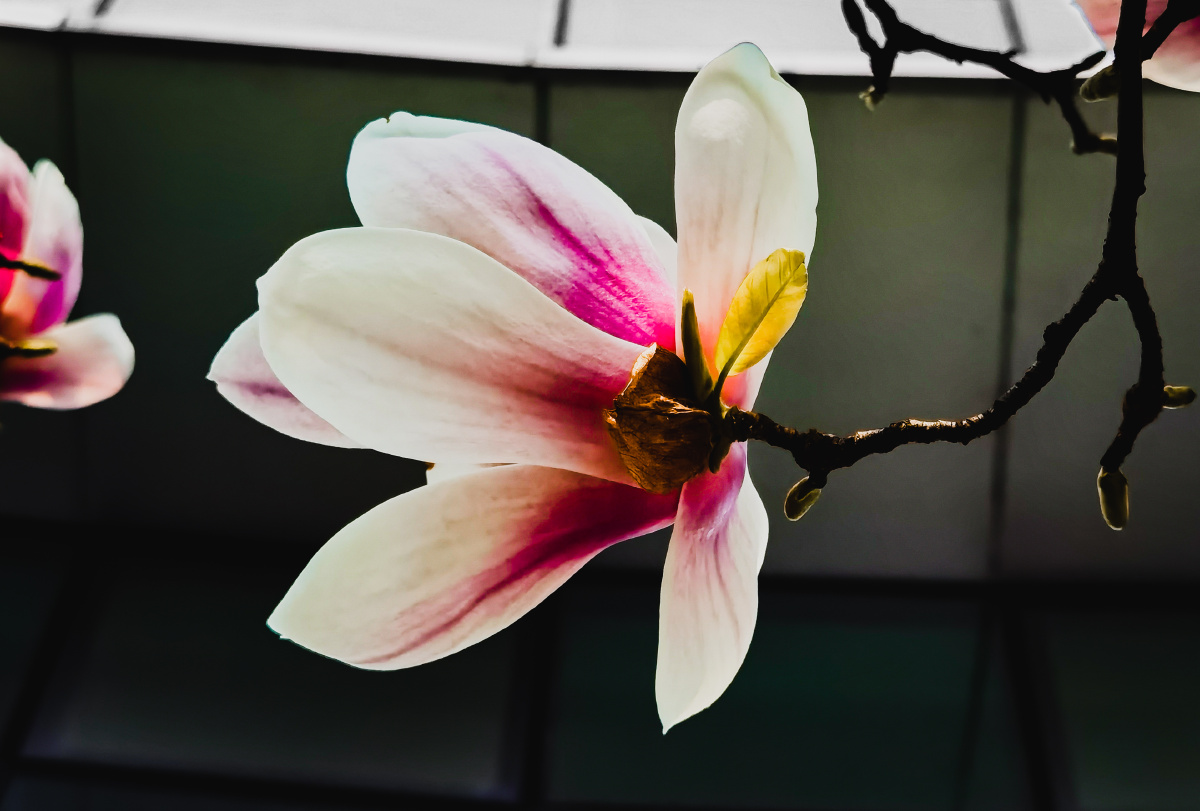 白里透红的玉兰花