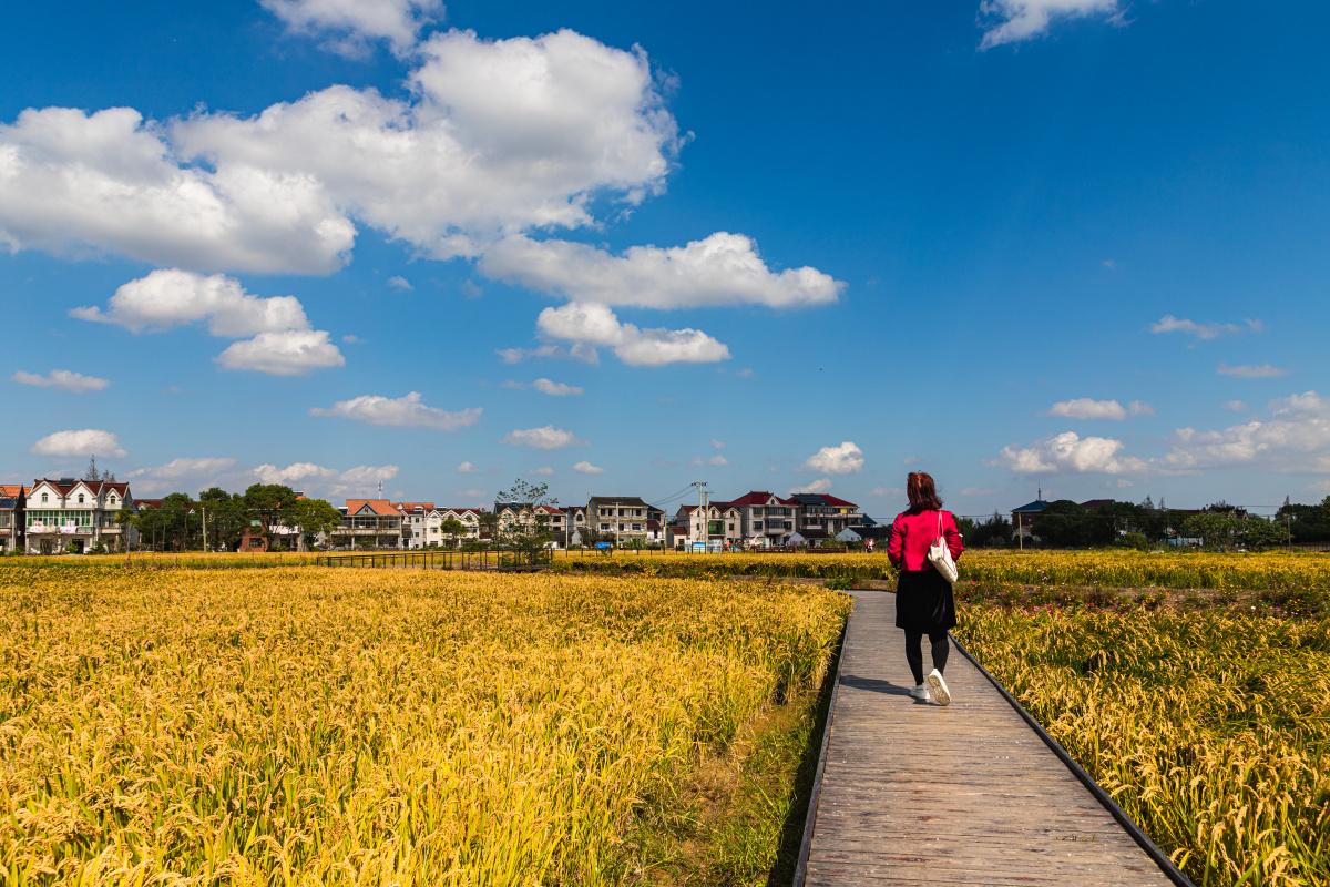 漫步在金色的田野上海浦东