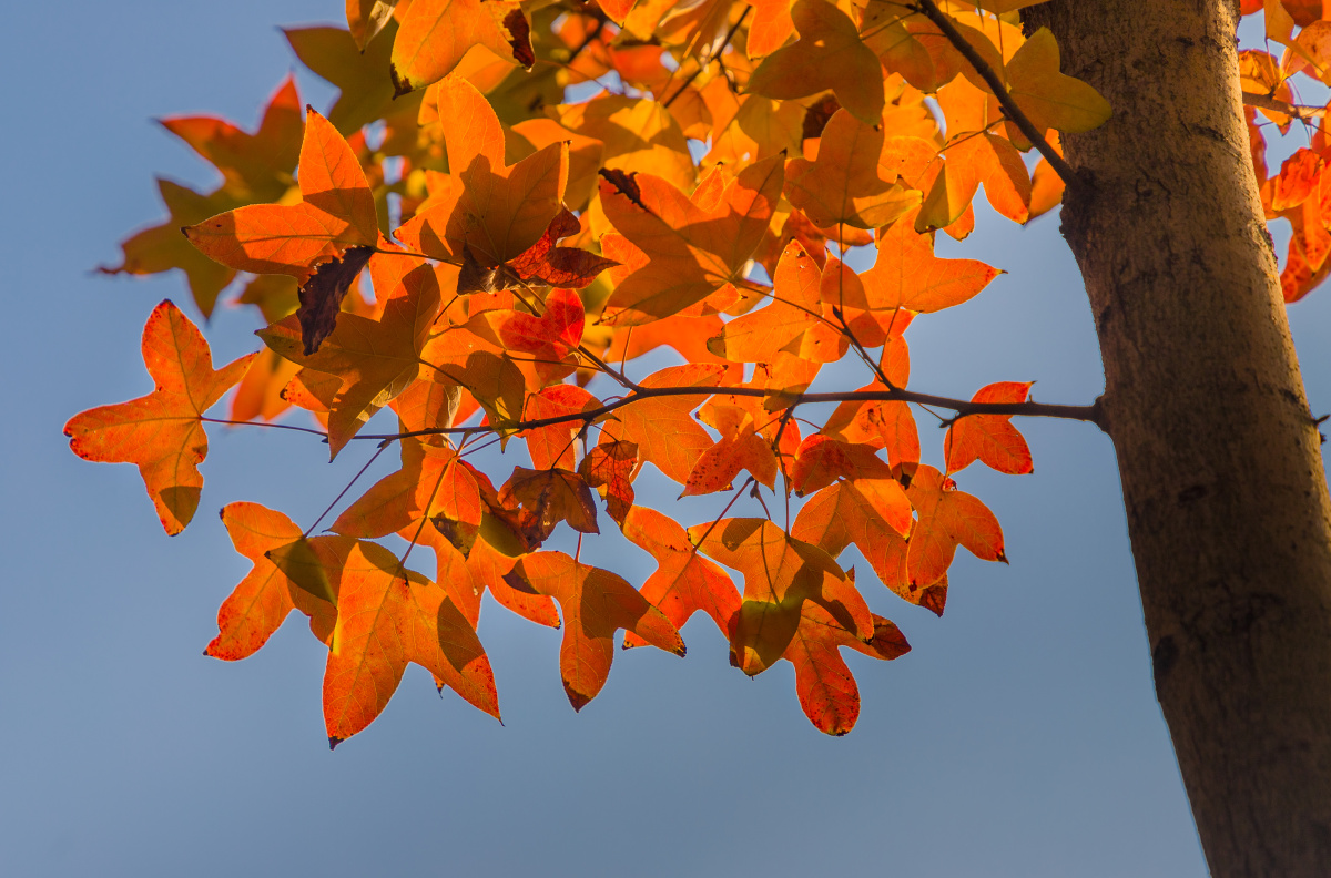 秋叶之美枫香树