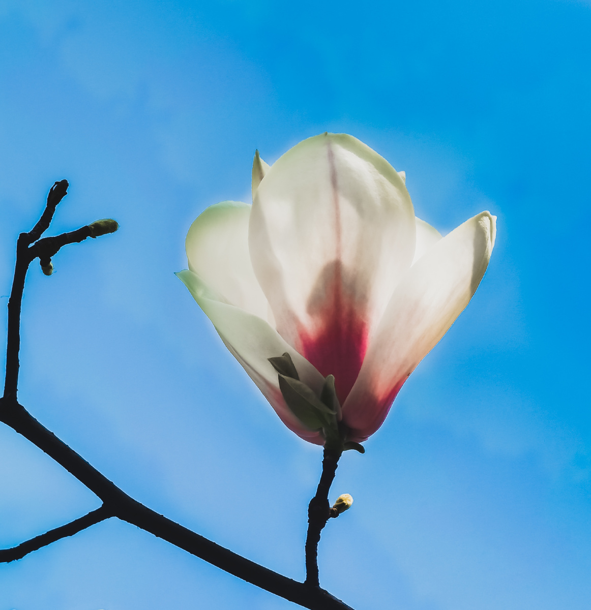 白里透红的玉兰花