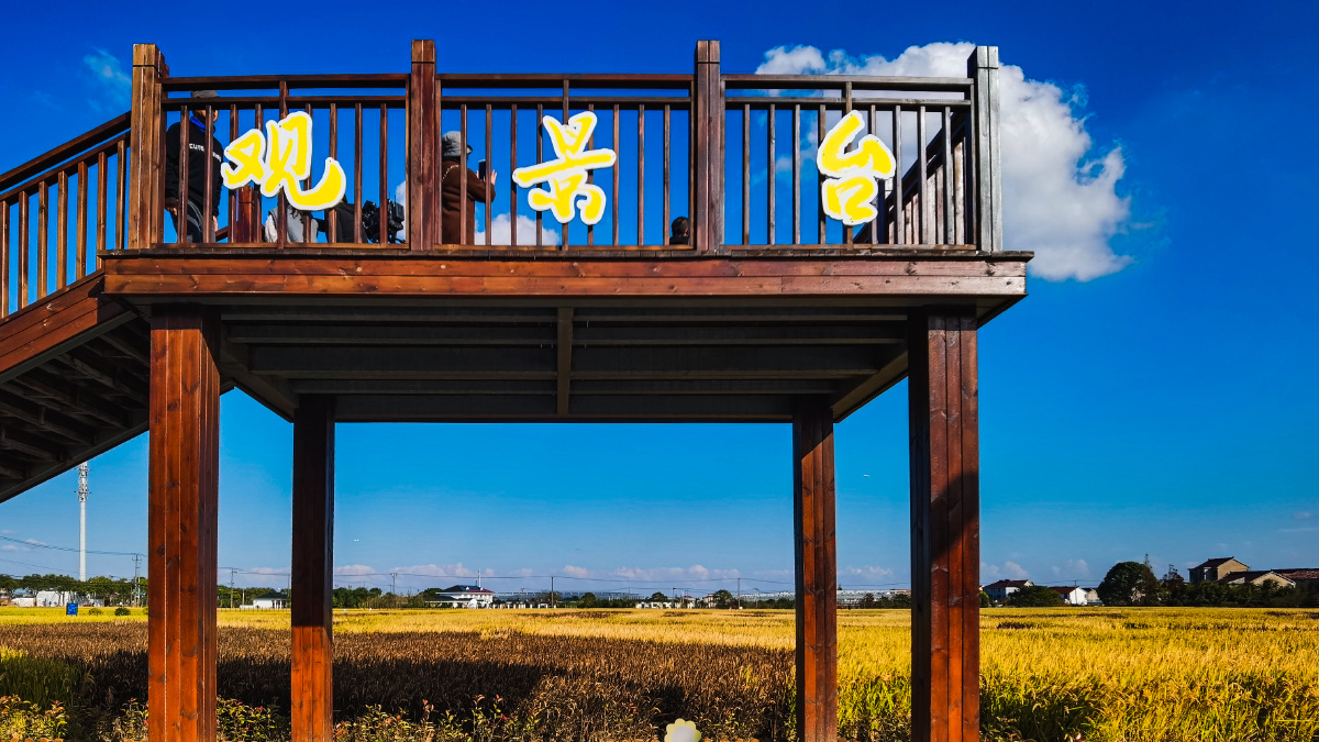 稻田里的观景台