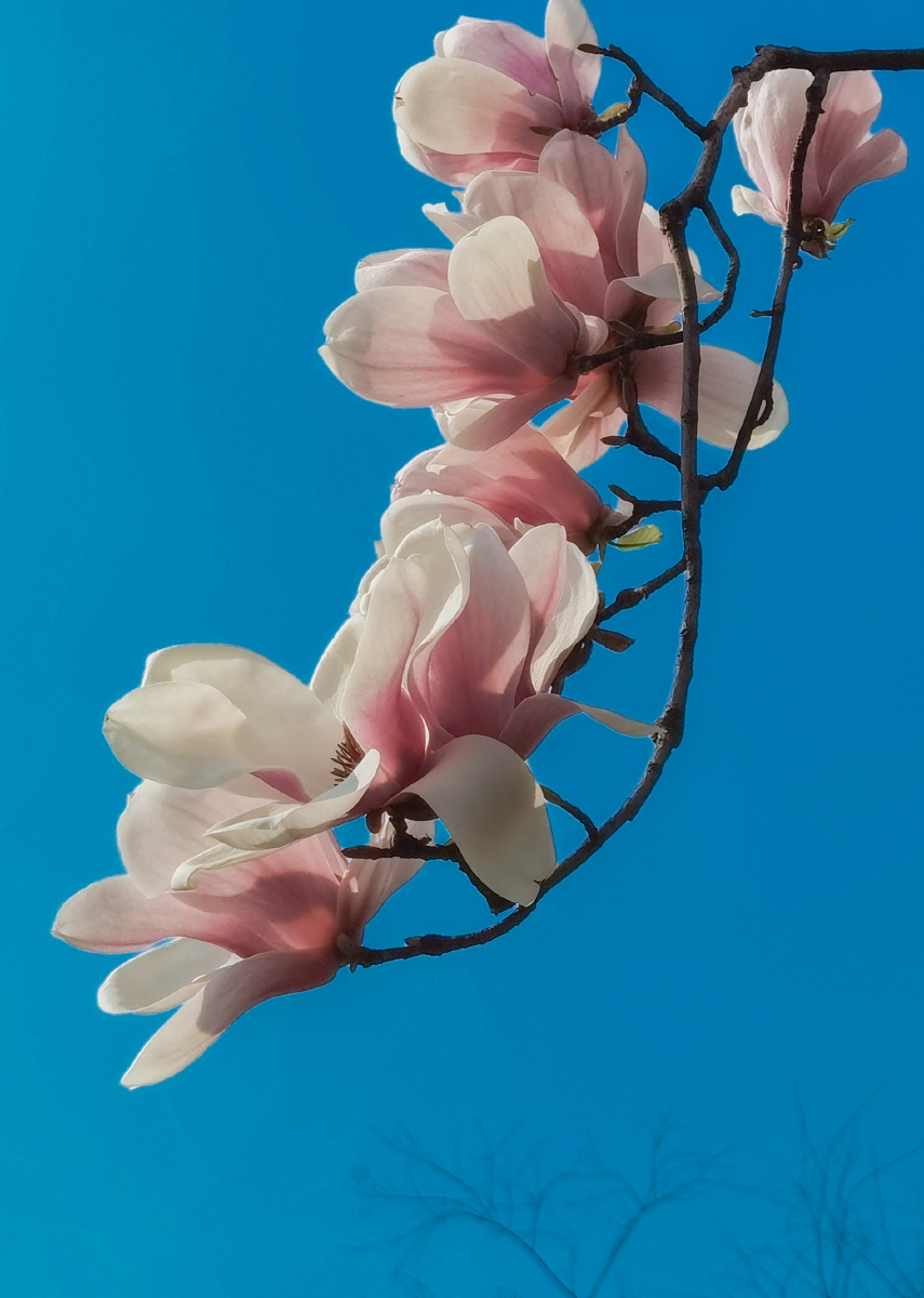 白里透红的玉兰花