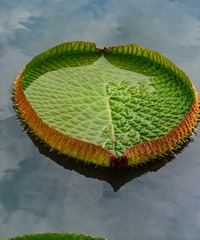 113594