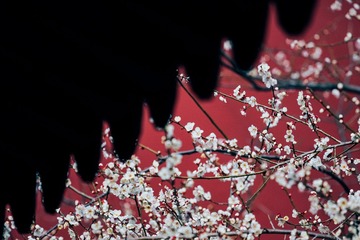 C6DC314B-C3F7-47D2-9664-A8202FD0F160/L0/001