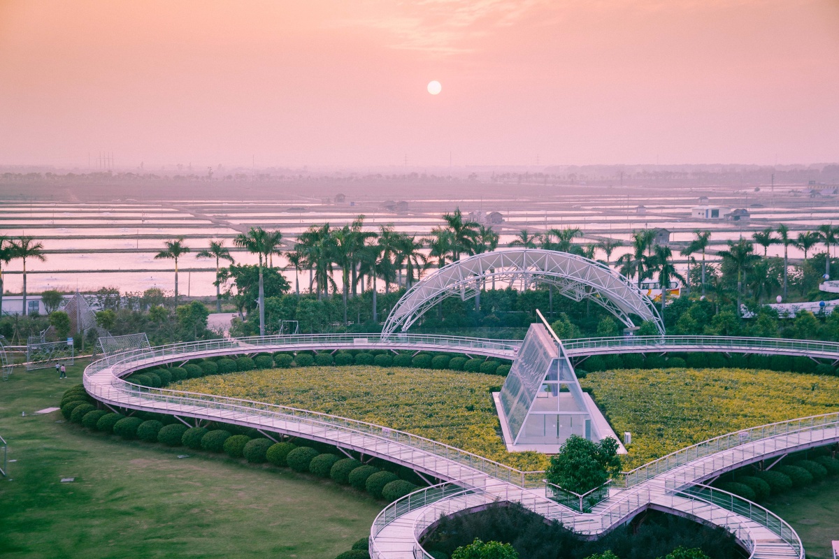 百万葵园向日葵给你一个欣欣向荣的夏日