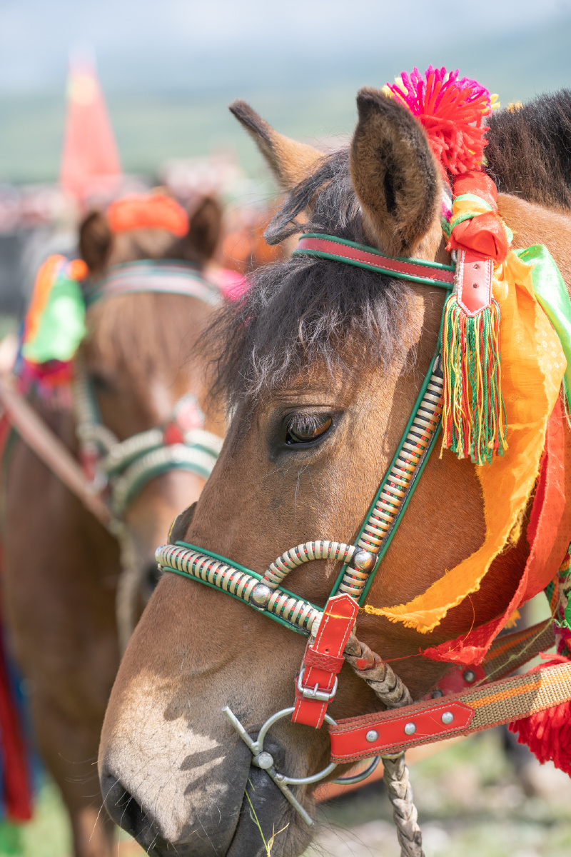 甘孜州的赛马节简直太精彩了看马儿跑得多逍遥
